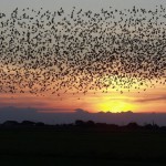 Причины ночной миграции птиц