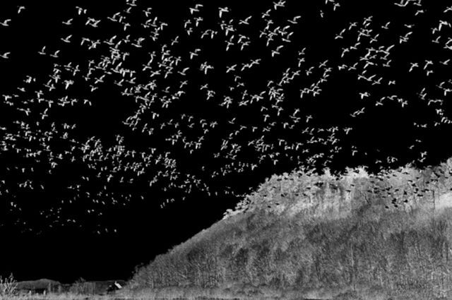 Ночная съемка миграции птиц